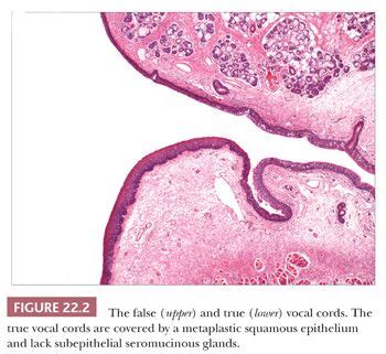 Laryngeal Ventricle Histology