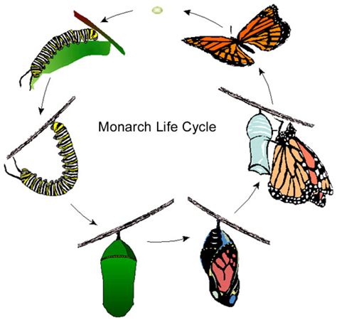 Monarch Butterfly Chrysalis Stages