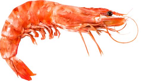 Shrimp PNG transparent image download, size: 667x387px