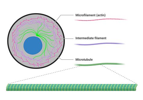 16.4 The Cytoskeleton – College Biology I