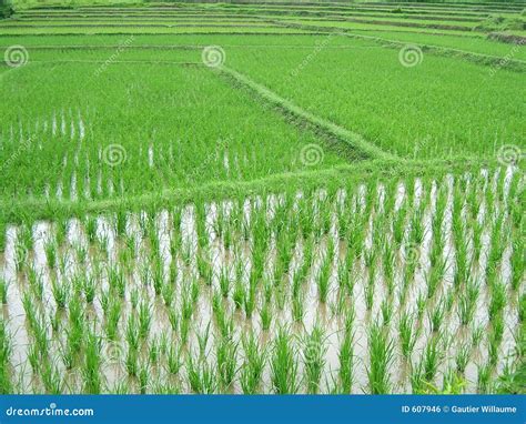 Rice Plantation Royalty Free Stock Image - Image: 607946