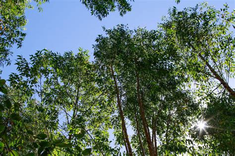 To restore Brazil’s Cerrado, planting trees is a bad option, experts say