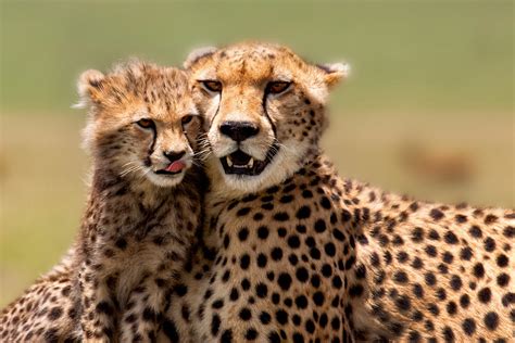 An Unlikely Friendship Between A Baby Cheetah And A Puppy That Will ...