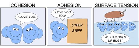 cohesion vs adhesion - Google Search | Stem activities, Surface tension ...