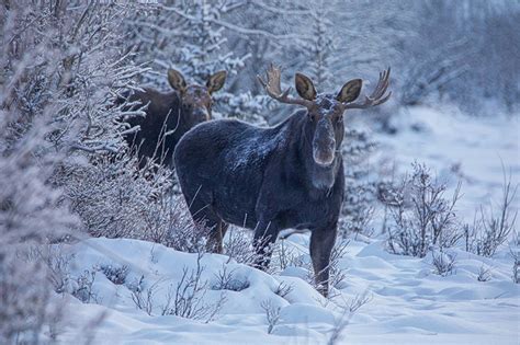 Picture Moose Winter Snow Animals