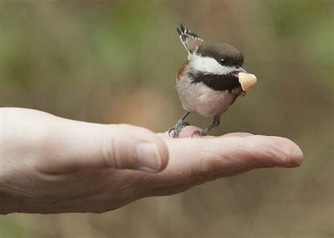 Bird Word Girl: A Bird in the Hand