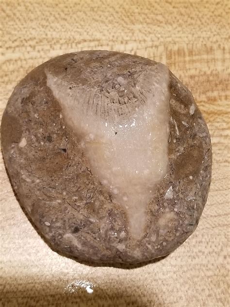 Identify Lake Michigan fossil? : r/fossils