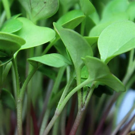 Microgreens Organic Seeds Heirloom Open Pollinated Non GMO - Etsy