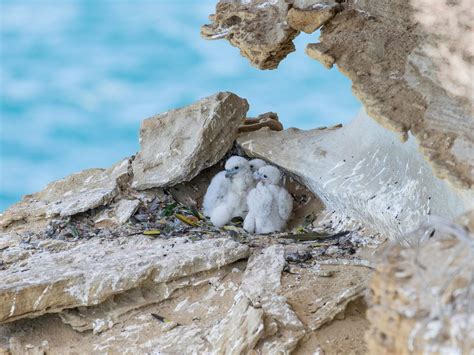 Peregrine Falcon Nesting: A Complete Guide | Birdfact