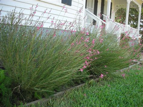 Guara (Guara lendheimeri) | Jardín de hierbas, Jardines, Plantas