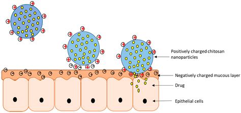 Pharmaceutics | Free Full-Text | An Overview of Chitosan Nanoparticles ...