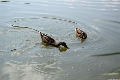 Feeding a Swimming Duck Family on a Pond in Europe Stock Image - Image ...