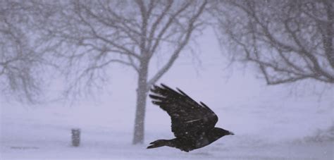 Crow flying in the snow in Sunny Hill Park in Hendon | Crow flying ...