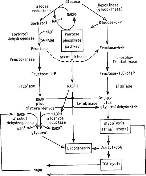 Sorbitol Pathway