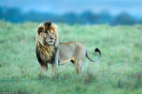 Incredible photographs show African lions in their stunning natural ...