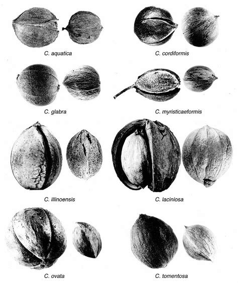 Species Profile: Carya (Genus) – Hickory » Bella Vista Property Owners ...