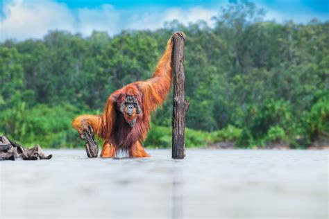 In pictures: winners of this year’s World Nature Photography Awards ...