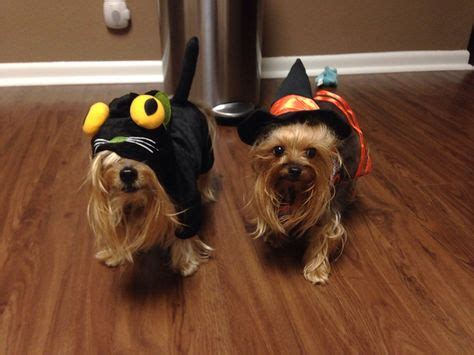 9 Best Yorkie Halloween costumes images | Yorkie, Yorkshire terrier ...