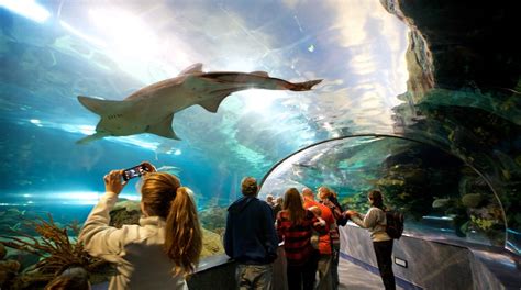 Ripley's Aquarium of the Smokies in Gatlinburg - Tours and Activities ...