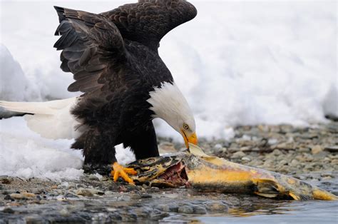 Bald eagles photos | eagle images | Photos bald eagles fighting in Alaska