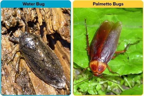 Palmetto Bug Vs. Water Bug [15 Differences] | APB