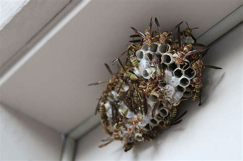 A Natural Deterrent for Social Wasp Nests