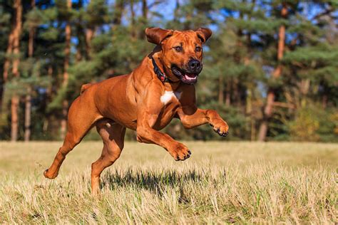 Rhodesian Ridgeback Temperament - Dog Breed Answers