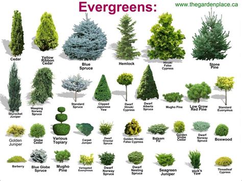 Evergreen Chart | Evergreen garden, Evergreen landscape, Front yard garden