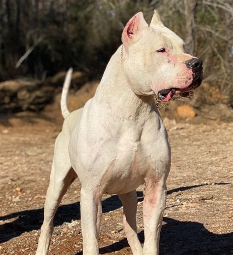 World Class Dogo Argentino Training Academy - Dogo Argentino Breeders ...