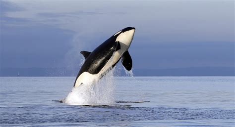 This Is What Puget Sound Orcas Sound Like When They Talk To Each Other ...