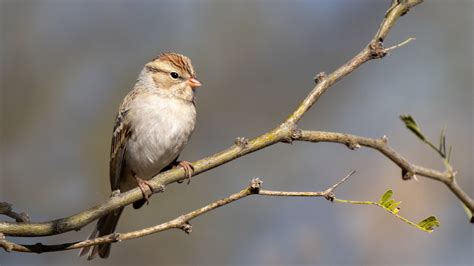 Chipping Sparrow — Eastside Audubon Society