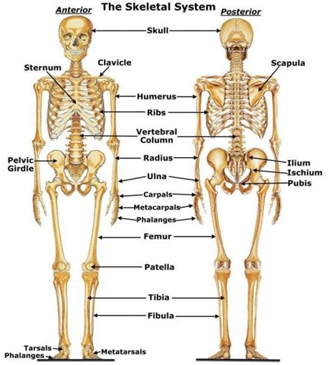 Bones Of The Body Diagram