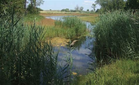 Northern Pike Habitat Restoration in the Suamico/Little Suamico ...