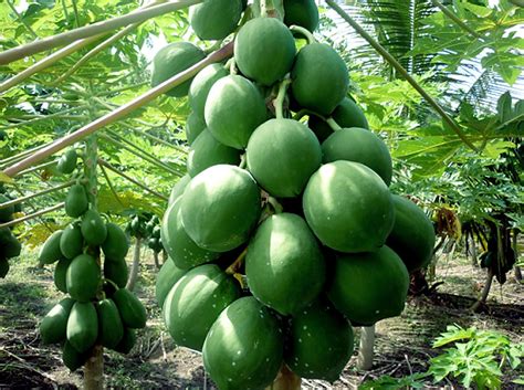 Growing papaya tree | How to grow Papaya in a container | Dwarf Papaya ...