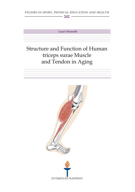 Structure and Function of Human Triceps Surae Muscle and Tendon in ...