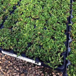 Shop - Kurapia - Drought Tolerant Groundcover