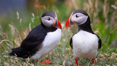 Puffin picture plea: Snaps needed to help save endangered seabirds | UK ...