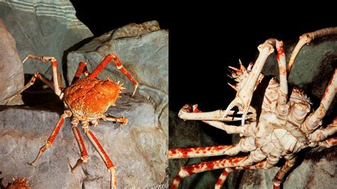 Japanese Spider Crab: A Detailed Look at These Enchanting Creatures ...