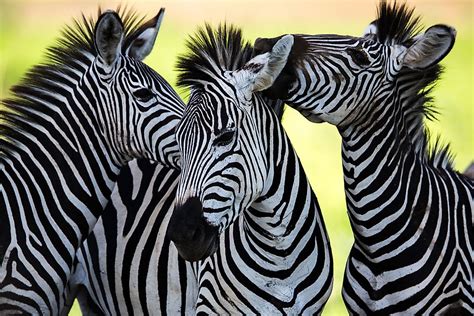 Interesting Facts About Zebras - WorldAtlas