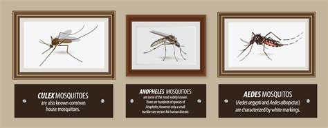 How to Diagnose Mosquito-Borne Diseases | clinicallab