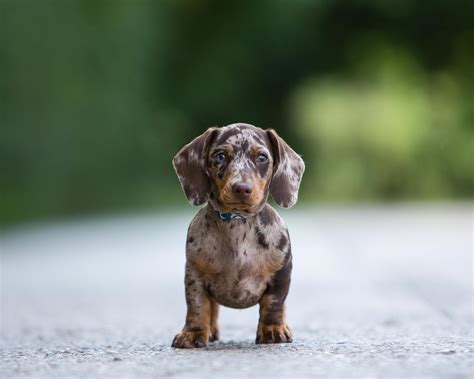 Miniature Dachshund Portrait in Thame, Oxfordshire - Lenny's Story