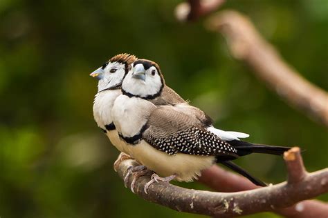 Owl Finch Pair Photograph by Brigitte Mueller