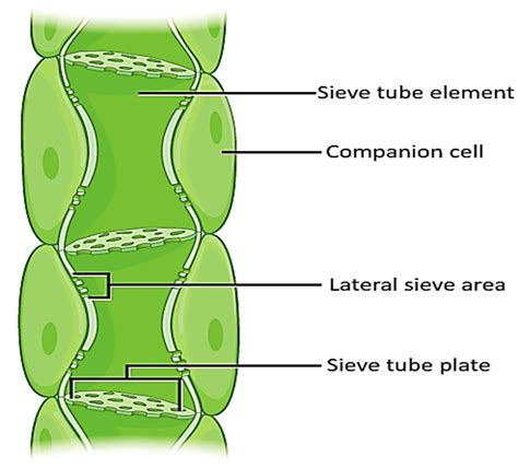 Draw a neat labeled diagram of phloem.