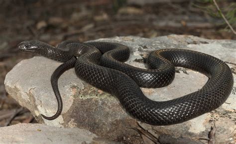 Native Australian Snakes