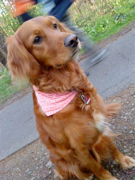 Irish Setter Dog Info, Puppies, Temperament, Mixes, Pictures