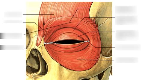 Surgical Anatomy Of The Eyelid SpringerLink | atelier-yuwa.ciao.jp