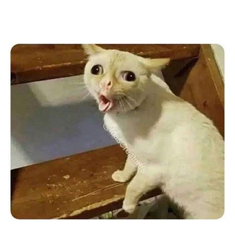 coughing cat meme Blank Template - Imgflip