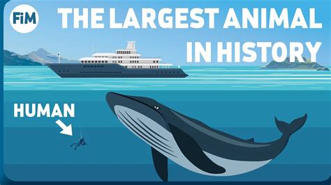 How Large Are Blue Whales Really? Size Comparison - YouTube