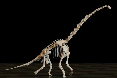 Long-necked sauropod dinosaurs had unusual way of walking | New Scientist