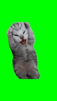 17 Greenscreen meme ideas in 2024 | greenscreen, happy cat gif, silly ...